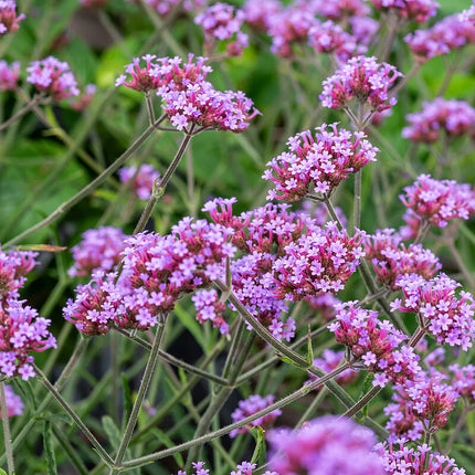 Verbena patagoninė 'Lollipop'