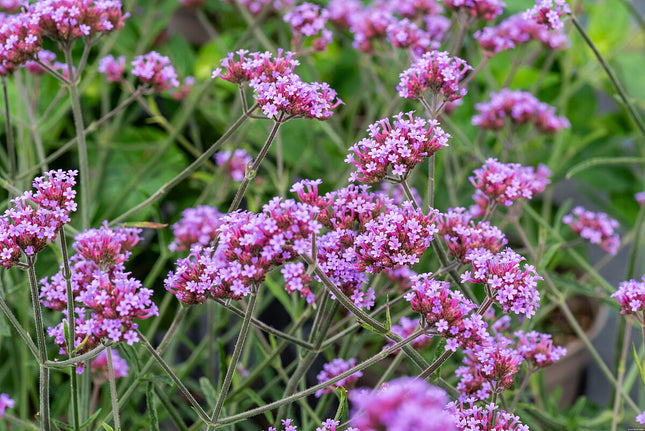 Verbena patagoninė 'Lollipop'