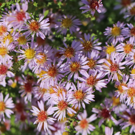 Astras erikinis 'Lovely'