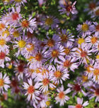 Astras erikinis 'Lovely'