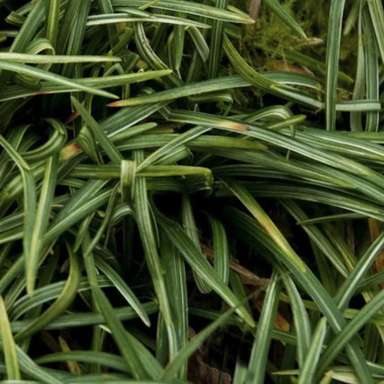 Gyvatbarzdė japoninė 'Minor'