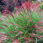 Miskantas kininis 'Red Chief'