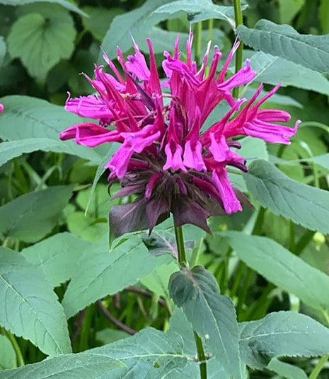 Monarda 'On Parade'