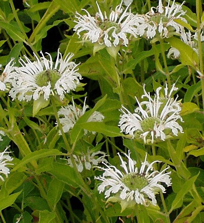 Monarda raudonoji 'Schneewittchen'