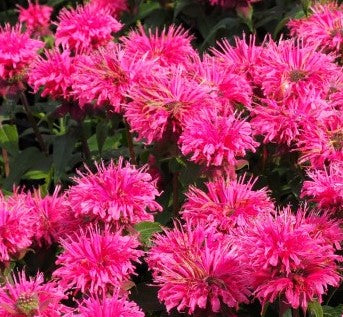 Monarda raudonoji 'Sugar Buzz Bubblegum Blast'