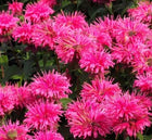 Monarda raudonoji 'Sugar Buzz Bubblegum Blast'