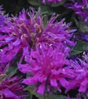 Monarda raudonoji 'Sugar Buzz Grape Gumball'