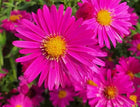 Astras virgininis 'Neron'