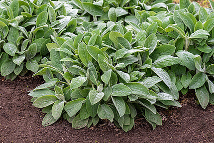 Notra vilnotoji 'Helene Von Stein'
