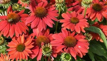 Ežiuolė rausvažiedė 'Pearl Dark Orange'