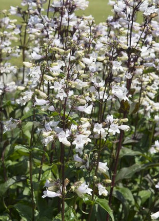 Penstemonas 'Husker Red'