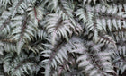 Blužniapapartis japoninis 'Pewter Lace'