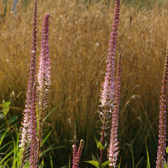 Collection image for: Veronikūnai