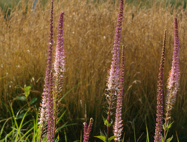 Veronikūnas virgininis 'Pink Glow'