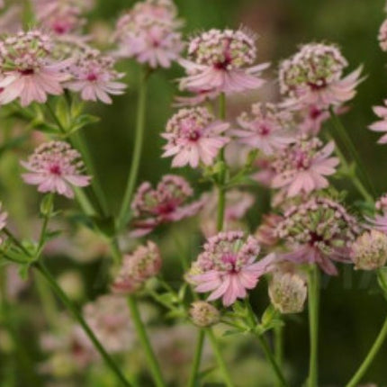 Astrancija didžioji 'Pink Button'