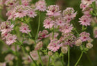 Astrancija didžioji 'Pink Button'