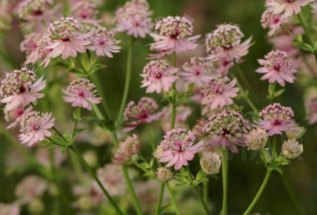 Astrancija didžioji 'Pink Button'