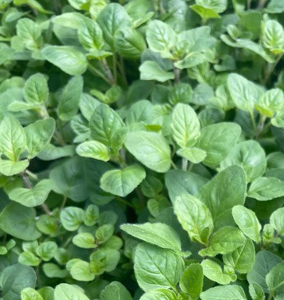 Pipirmėtė 'Orange Scent'