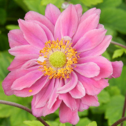 Plukė stambiažiedė 'Pretty Lady Emily'