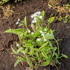 Collection image for: Poraičiai