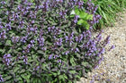 Šalavijas vaistinis 'Purpurascens'