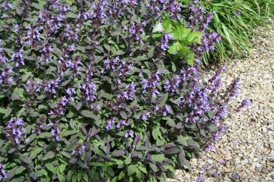Šalavijas vaistinis 'Purpurascens'