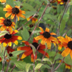 Collection image for: Rudbekijos