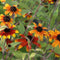 Rudbekijos