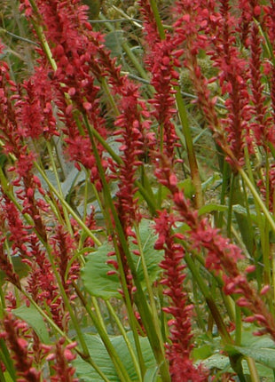 Rūgtis dėmėtoji 'Firetail'