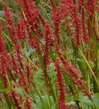 Rūgtis dėmėtoji 'Firetail'