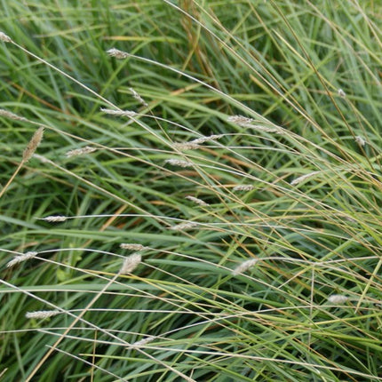 Mėlitas sadleriana