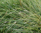 Mėlitas sadleriana
