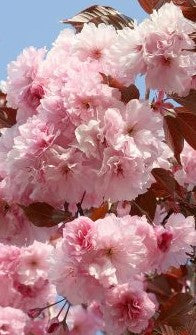 Sakura smailiadantė 'Royal Burgundy'