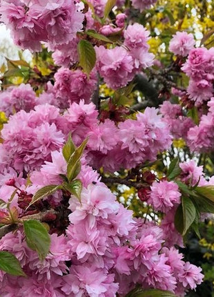 Sakura pilnavidurė 'Kiku-shidare'