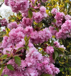 Sakura pilnavidurė 'Kiku-shidare'