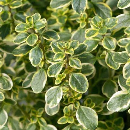 Čiobrelis citrininis 'Silver Queen'
