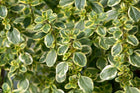 Čiobrelis citrininis 'Silver Queen'