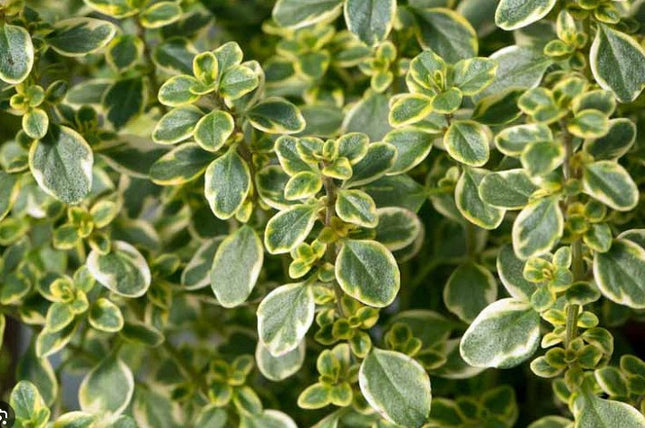 Čiobrelis citrininis 'Silver Queen'