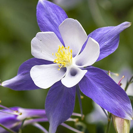 Sinavadas žydrasis 'Blue Star'