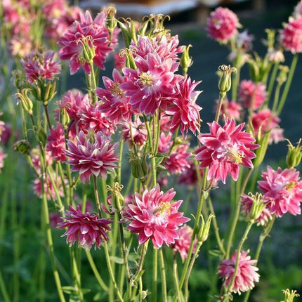 Sinavadas paprastasis 'Nora Barlow'