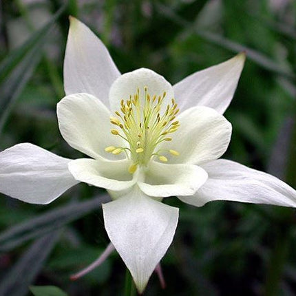 Sinavadas žydrasis 'White Star'