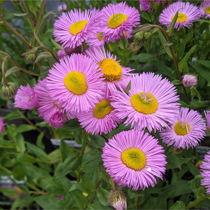 Šiušelė puošnioji 'Rosa Juwel'