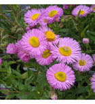 Šiušelė puošnioji 'Rosa Juwel'