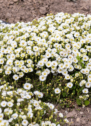 Smiltė kalninė 'Mont Blanc'