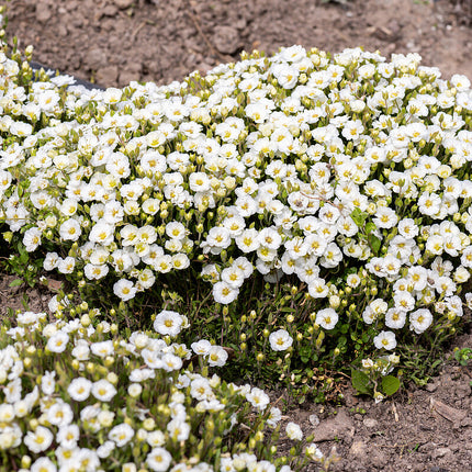 Smiltė kalninė 'Mont Blanc'