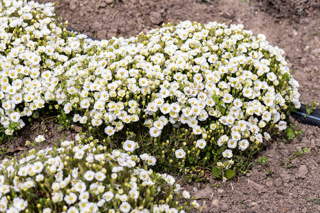 Smiltė kalninė 'Mont Blanc'