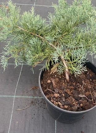 Kadagys tarpinis 'Glauca'