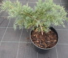 Kadagys tarpinis 'Glauca'