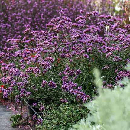 Verbena patagoninė 'Lollipop'
