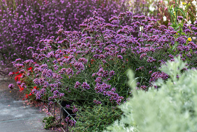 Verbena patagoninė 'Lollipop'